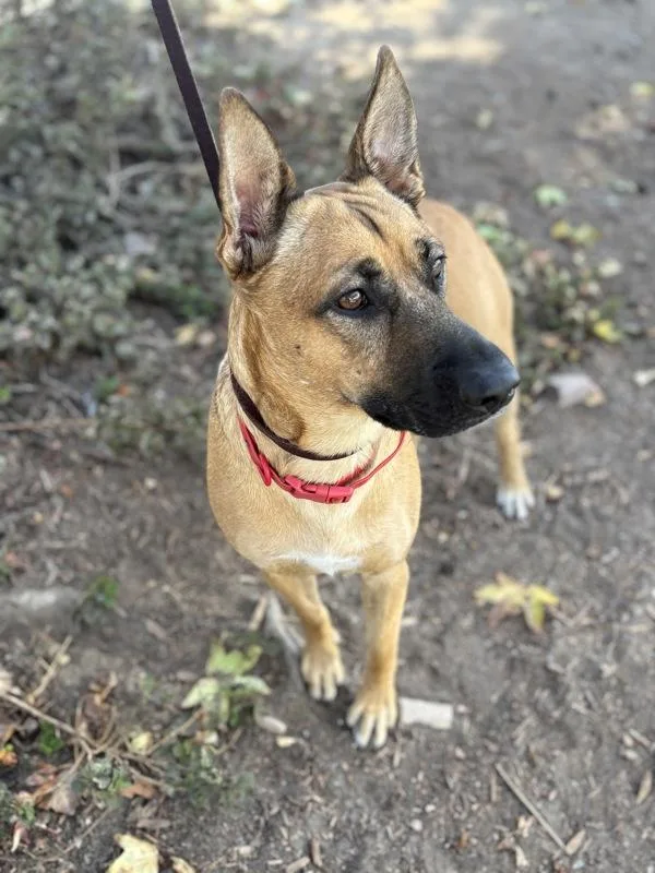 An adult medium-sized male German Shepherd Dog dog named Zoozoo for adoption in San Diego, CA