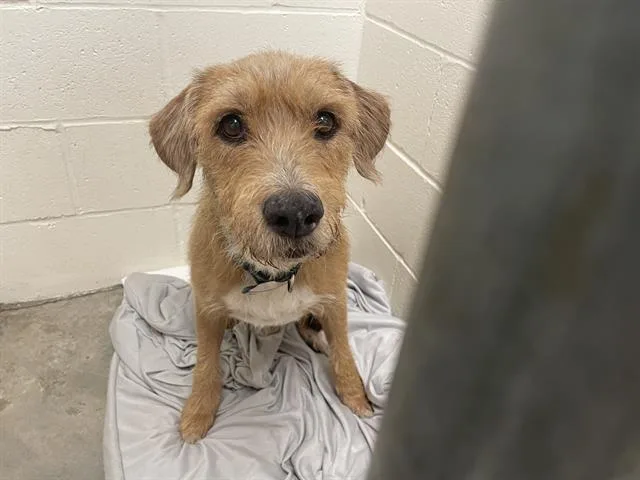 A young medium-sized male Border Terrier dog named A for adoption in Rosenberg, TX