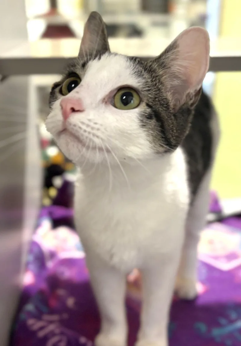 A young medium-sized male Domestic Short Hair cat named Chip Clip for adoption in Iowa City, IA