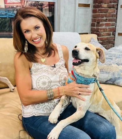 An adult medium-sized female Labrador Retriever dog named Cindy Hw for adoption in Seneca, SC