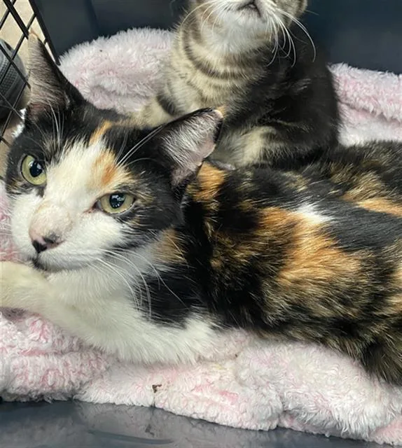A young medium-sized female Domestic Short Hair cat named Addison Montgomery for adoption in Dallas, TX