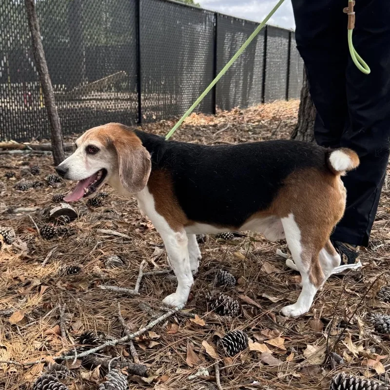 A senior medium-sized male Tricolor (Brown, Black, & White) Beagle dog named Bo for adoption in Stoughton, MA