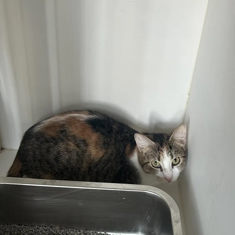 A young small-sized female Calico Domestic Short Hair cat named Rae for adoption in Portland, TX