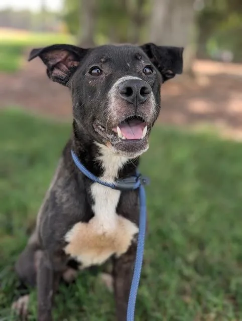 An adult large-sized male Labrador Retriever dog named Banjo for adoption in Charlotte, NC