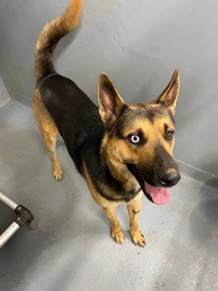 A young large-sized male German Shepherd Dog named Link for adoption in Cartersville, GA