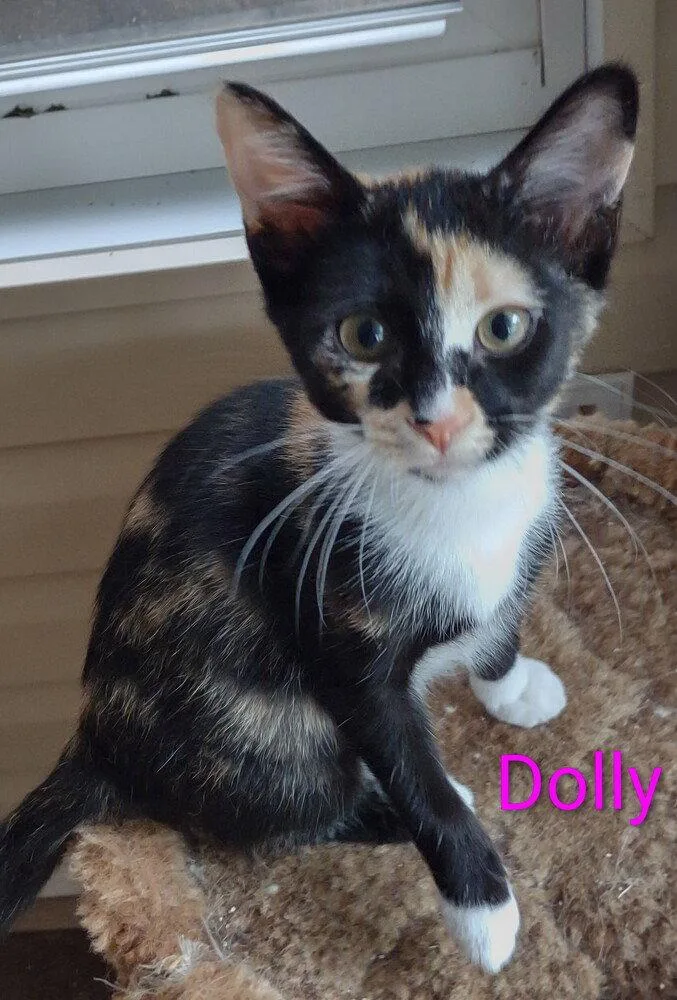 A baby small-sized female Domestic Short Hair cat named Dolly for adoption in O'Fallon, MO