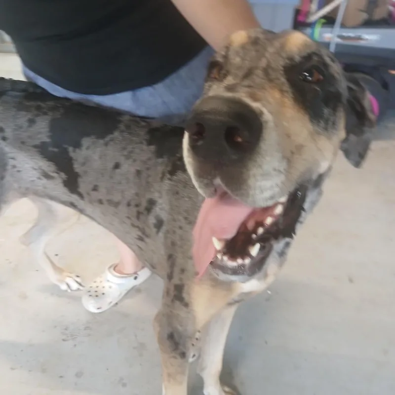 An adult large-sized female Gray / Blue / Silver Great Dane dog named Willow for adoption in Hackett, AR