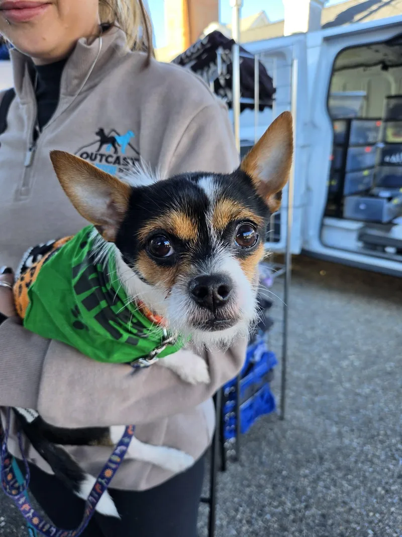 An adult small-sized male Chihuahua dog named Newt for adoption in Catasauqua, PA