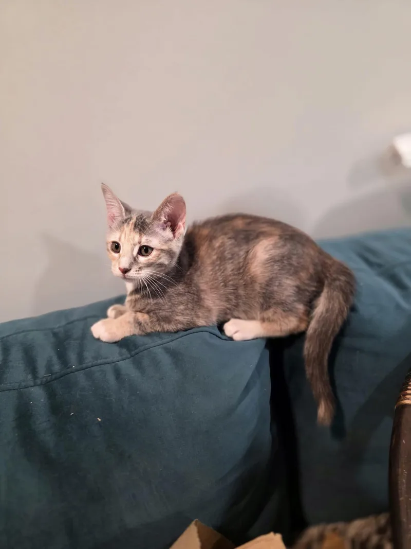 A baby medium-sized female Dilute Calico cat named Cinder for adoption in Chattanooga, TN