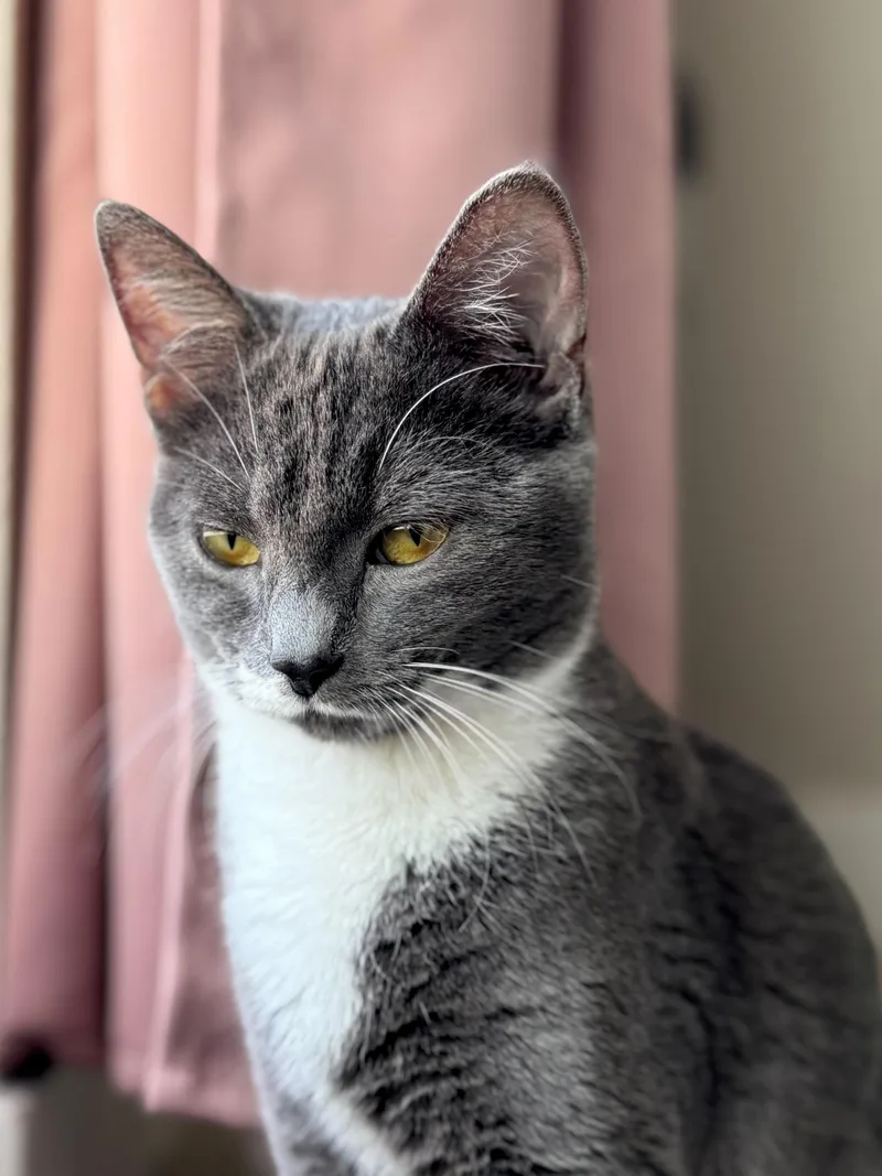 A baby medium-sized female Gray & White Domestic Short Hair cat named Luna for adoption in Seattle, WA