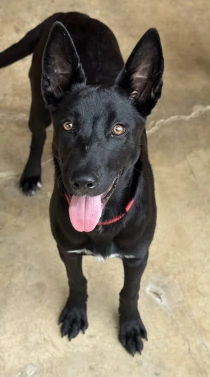 An adult medium-sized female Shepherd dog named Neo for adoption in San Antonio, TX
