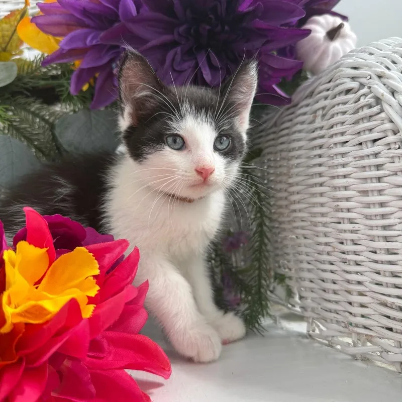 A baby small-sized male White Domestic Short Hair cat named Bugatti Rover for adoption in Eaton Rapids, MI