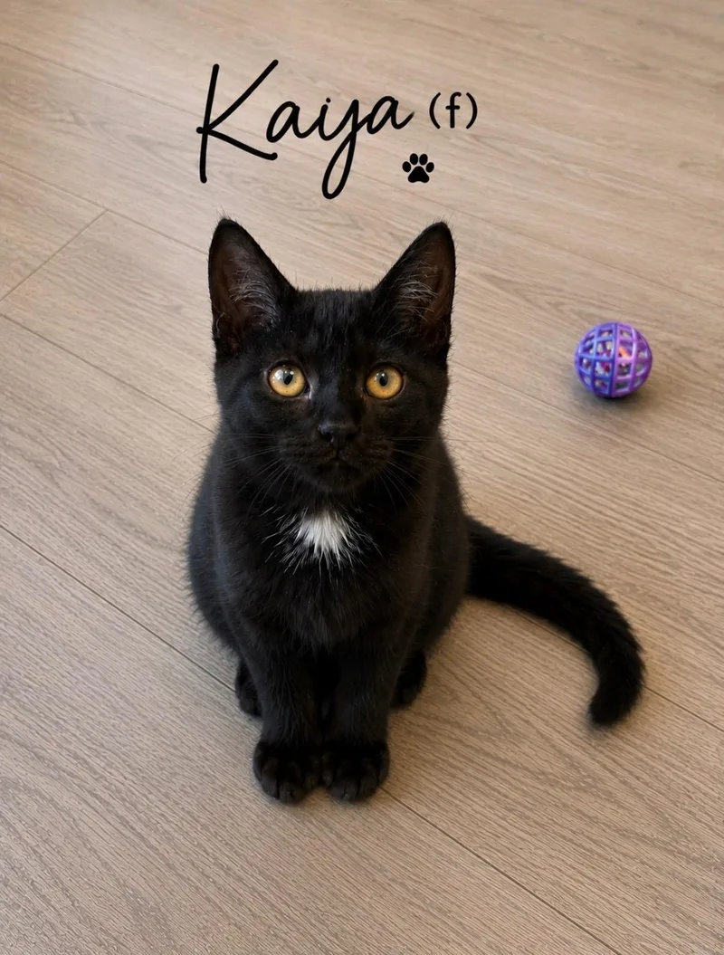 A baby medium-sized female Black Domestic Short Hair cat named Kaya for adoption in Medina, OH