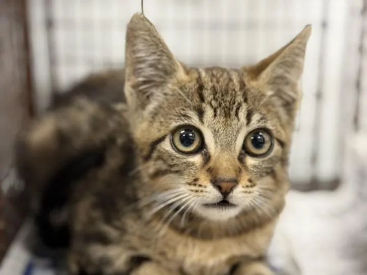A baby small-sized male Domestic Short Hair cat named Arrowhead for adoption in Los Angeles, CA