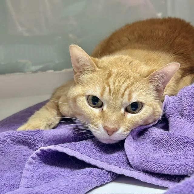 An adult medium-sized male Tabby (Orange / Red) Domestic Short Hair cat named Arnold Palmer for adoption in Muskegon, MI