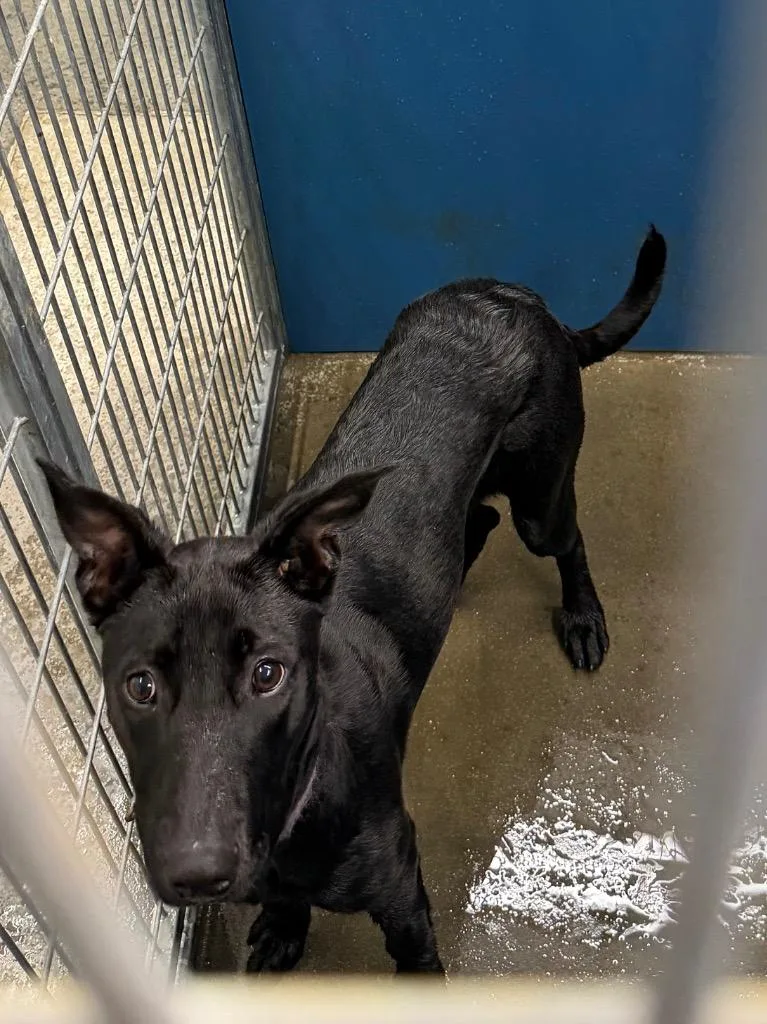 A young medium-sized female Mixed Breed dog named Maka for adoption in Henderson, NC