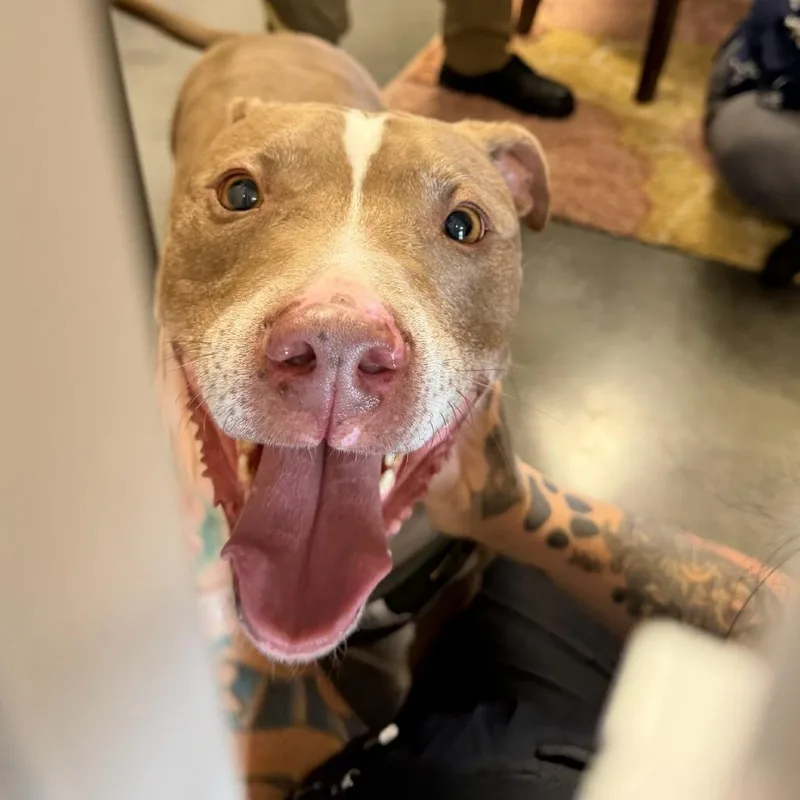 An adult large-sized male Brown / Chocolate Mixed Breed dog named Elmo for adoption in Dickinson, TX