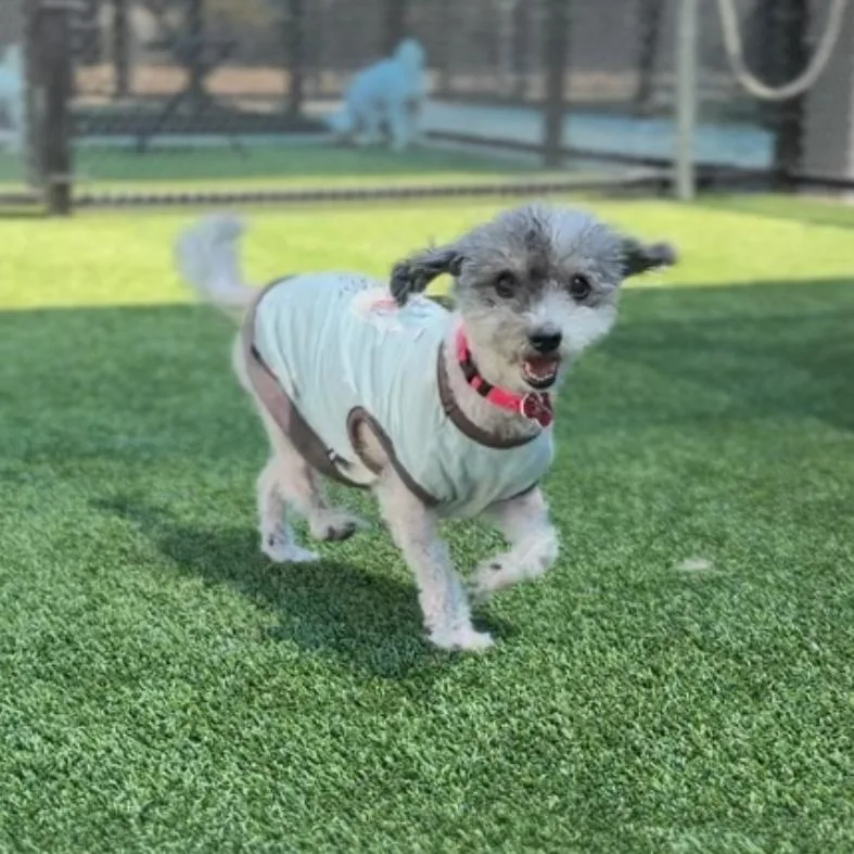 A senior small-sized female White / Cream Terrier dog named Karla A for adoption in Mission Hills, CA