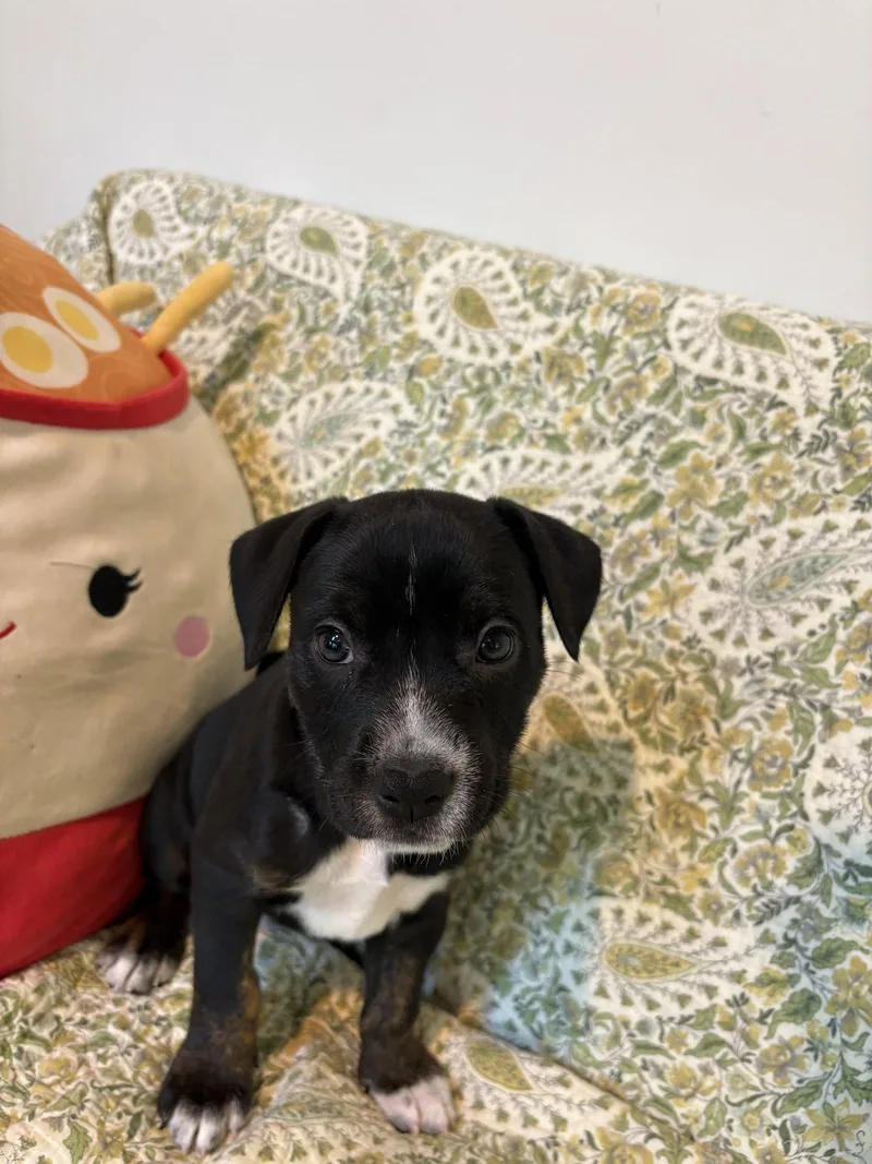 A baby medium-sized female American Staffordshire Terrier dog named Sierra Brynns litter for adoption in Holly Springs, NC
