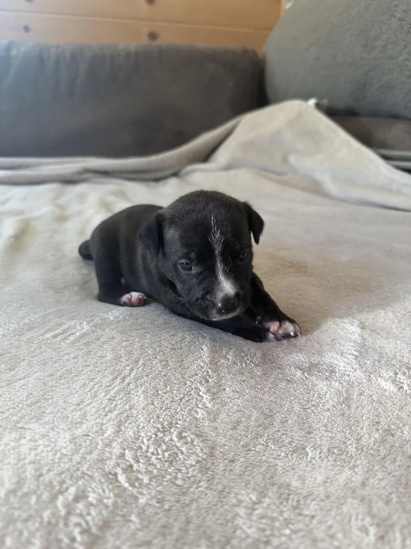 Sierra Brynns litter thumbnail 3