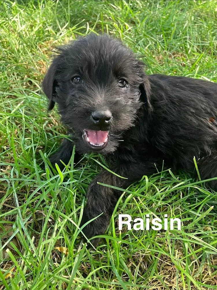 Raisin