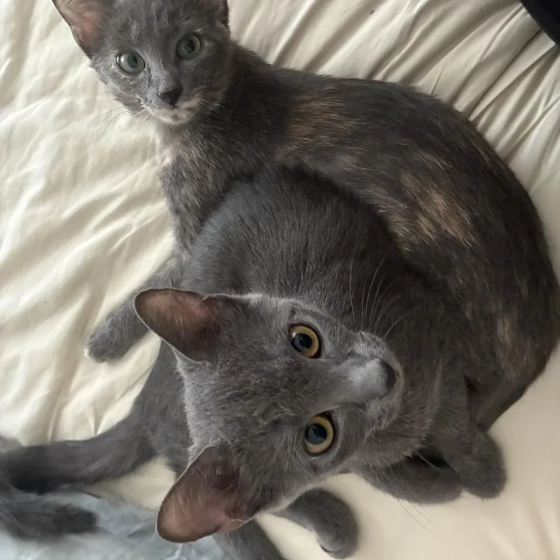 A baby small-sized female Gray / Blue / Silver American Shorthair cat named Ruby and Sapphire for adoption in bronx, NY