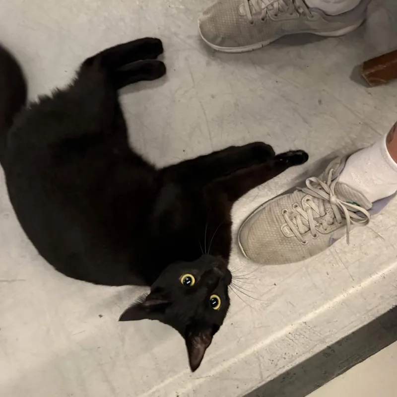 A young medium-sized male Black Domestic Short Hair cat named Onyx for adoption in San Diego, CA