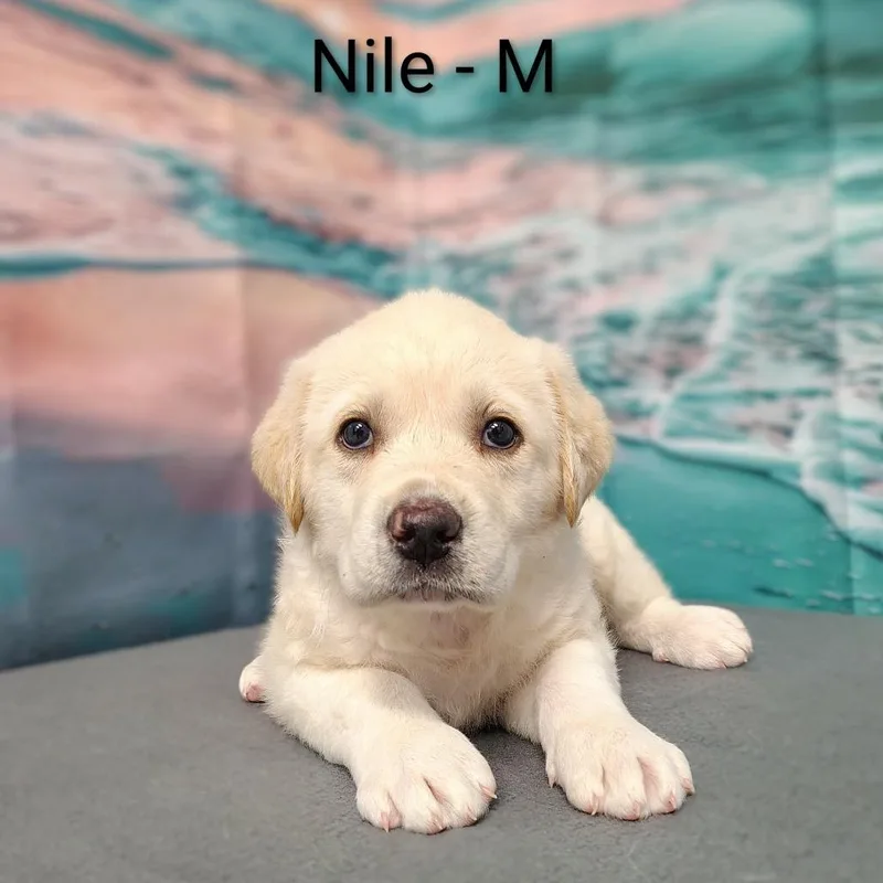 Nile