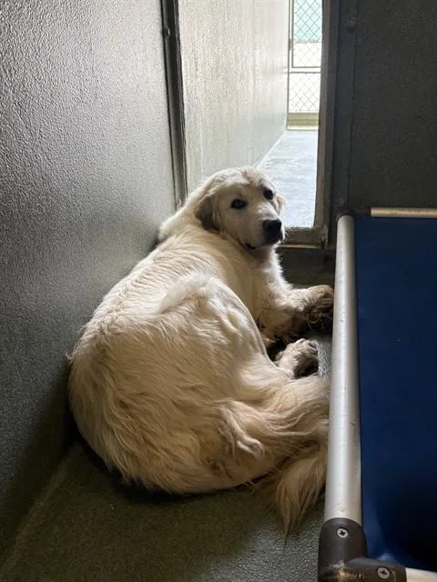 A young medium-sized female Great Pyrenees dog named Rainier for adoption in Castaic, CA
