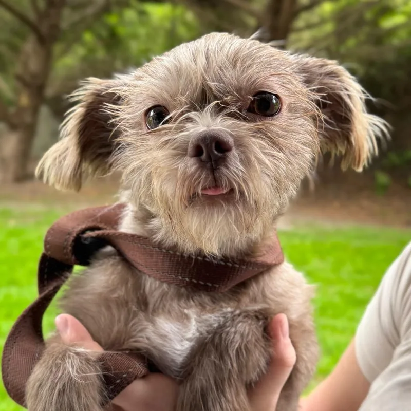 An adult small-sized male Shih Tzu dog named Street for adoption in Middletown, RI
