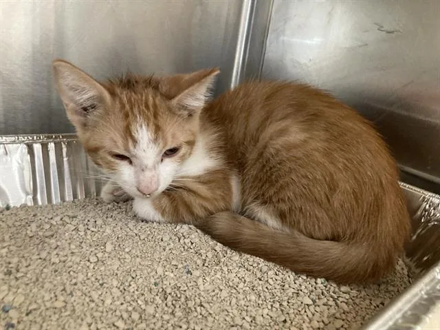 A baby small-sized male Domestic Short Hair cat named Tom Yum for adoption in Tustin, CA