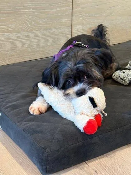 A young small-sized female Shih Tzu dog named Jazz for adoption in Oak Creek, WI