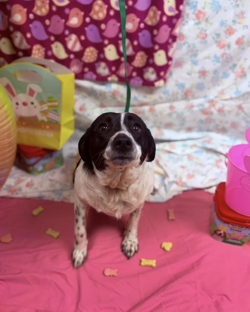 An adult medium-sized female Harlequin Border Collie dog named Jazmine for adoption in Towanda, PA