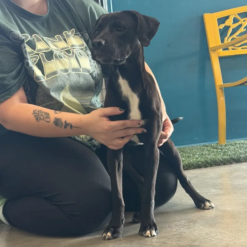 A baby small-sized female Black Labrador Retriever dog named Oreo for adoption in Brookfield, MO
