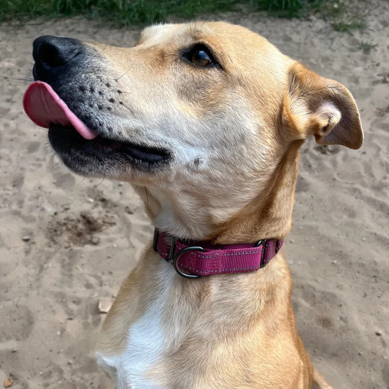 An adult large-sized female Apricot / Beige Carolina Dog dog named Piper for adoption in Manistique, MI
