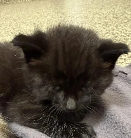 A baby small-sized male Domestic Long Hair cat named Mew for adoption in Westland, MI
