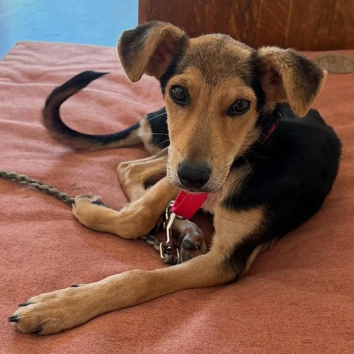 A baby medium-sized male Black Beagle dog named Zombie Grandpa for adoption in Austin, TX