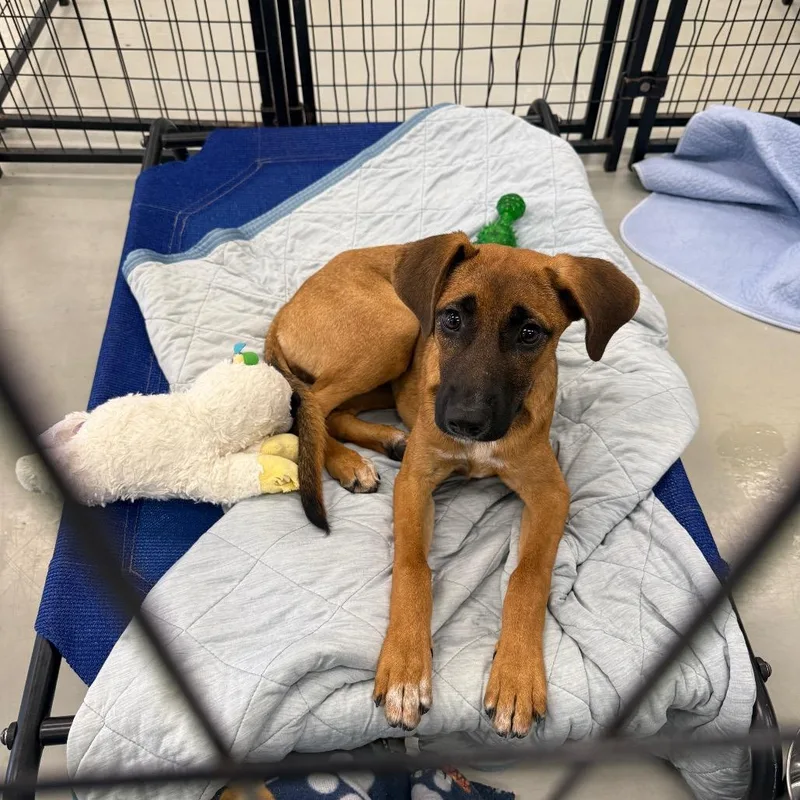 A baby medium-sized female Brown / Chocolate Mixed Breed dog named Heidi for adoption in Houston, TX