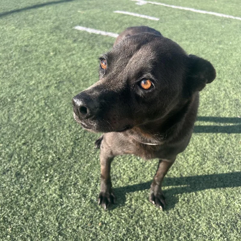 Noir Michelle thumbnail 2