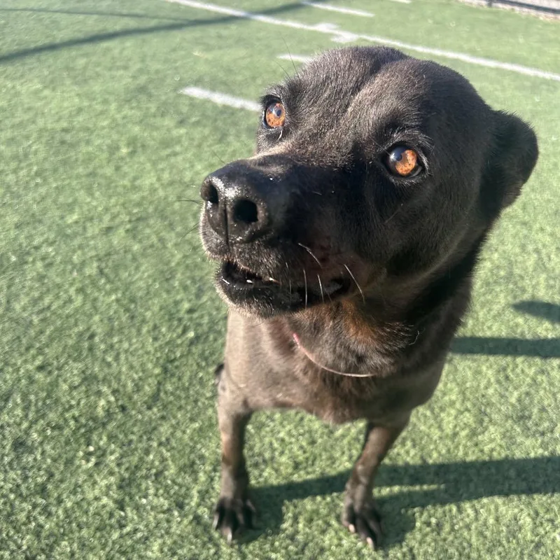 Noir Michelle thumbnail 3