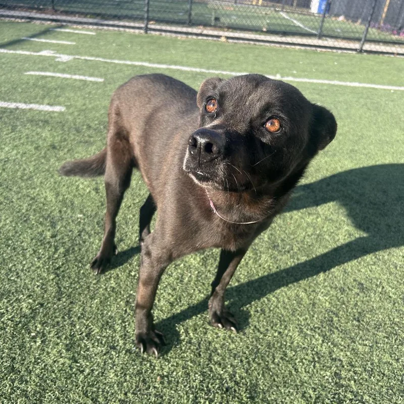 Noir Michelle thumbnail 4