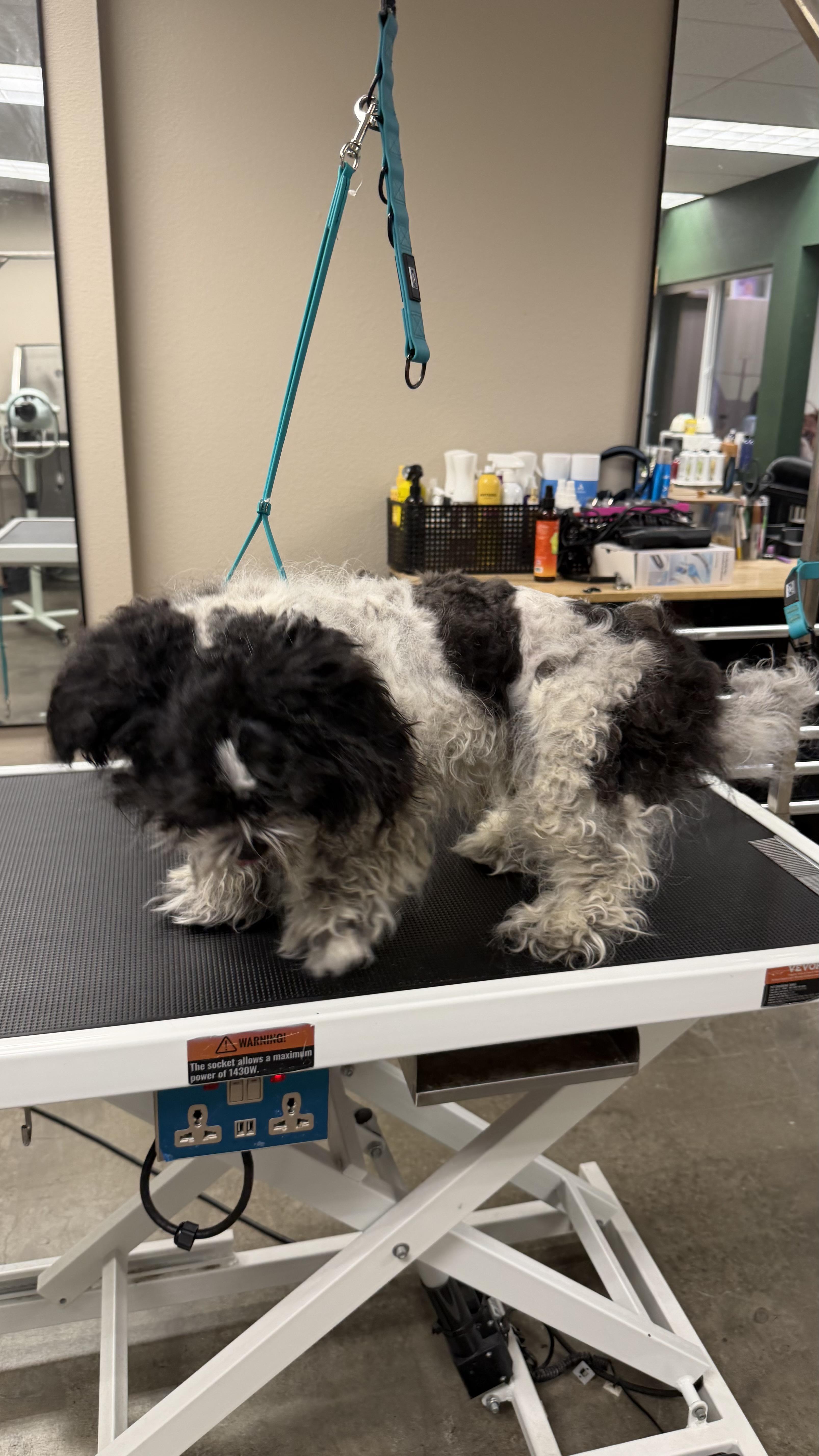 A young small-sized male Black Shih Tzu dog named Aaron for adoption in Corona Del Mar, CA