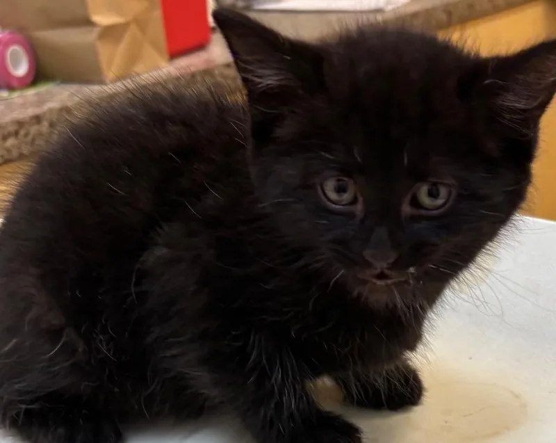 A baby small-sized male Domestic Short Hair cat named Elvis for adoption in Elizabethton, TN