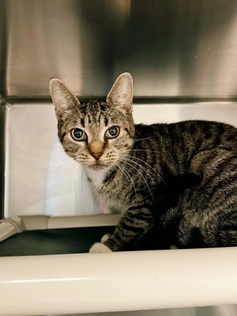 An adult small-sized female Domestic Short Hair cat named Opossum for adoption in Effingham, IL