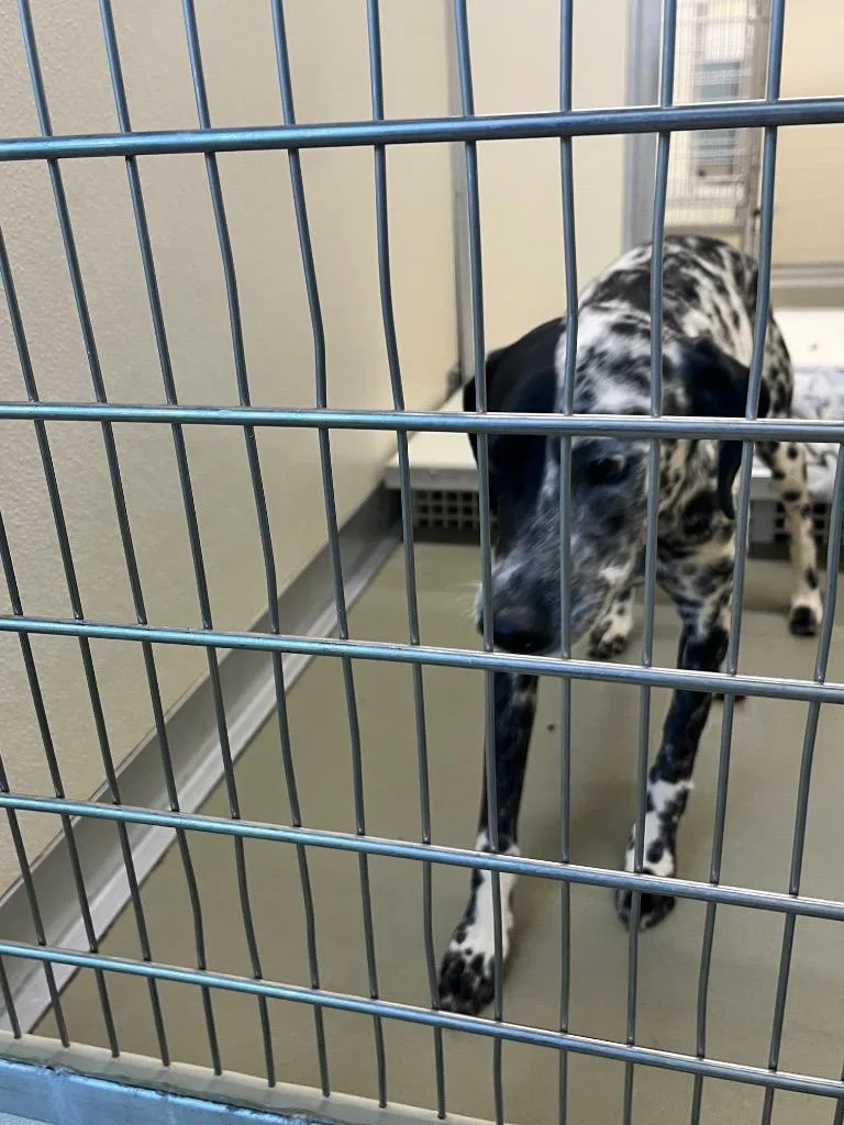 An adult medium-sized female Mixed Breed dog named Georgia for adoption in Columbia, TN