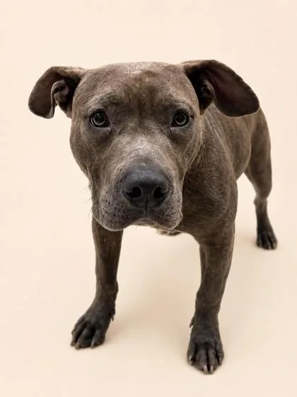 An adult large-sized male Terrier dog named Noah for adoption in Gulfport, MS