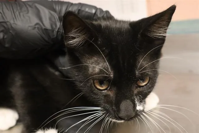 A baby small-sized female Domestic Short Hair cat named Jojo for adoption in Columbia, SC