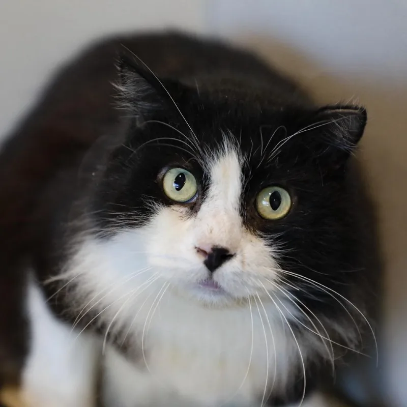 A senior large-sized male Black Domestic Short Hair cat named Checkers for adoption in Tampa, FL
