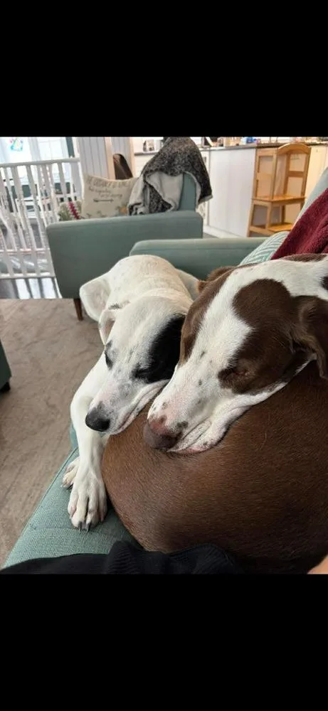 An adult large-sized female Tricolor (Brown, Black, & White) Pointer dog named Gracie   🇨🇦 for adoption in Silsbee, TX