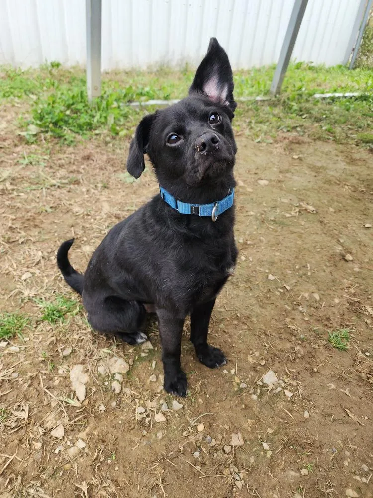 An adult small-sized male Black Terrier dog named Duncan for adoption in Evansville, IN